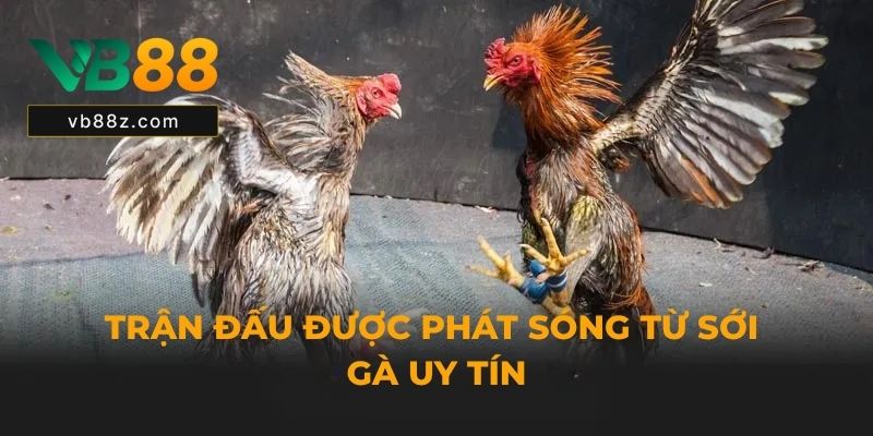 Trận đấu được phát sóng từ sới gà uy tín